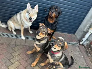 Mixed Breed dogs Unique rare breed - Advert 1