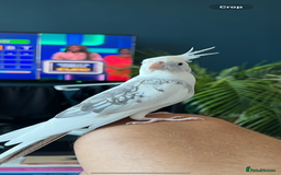Cockatiels birds for sale: Stunning show worthy cockatiel for sale - Image 2