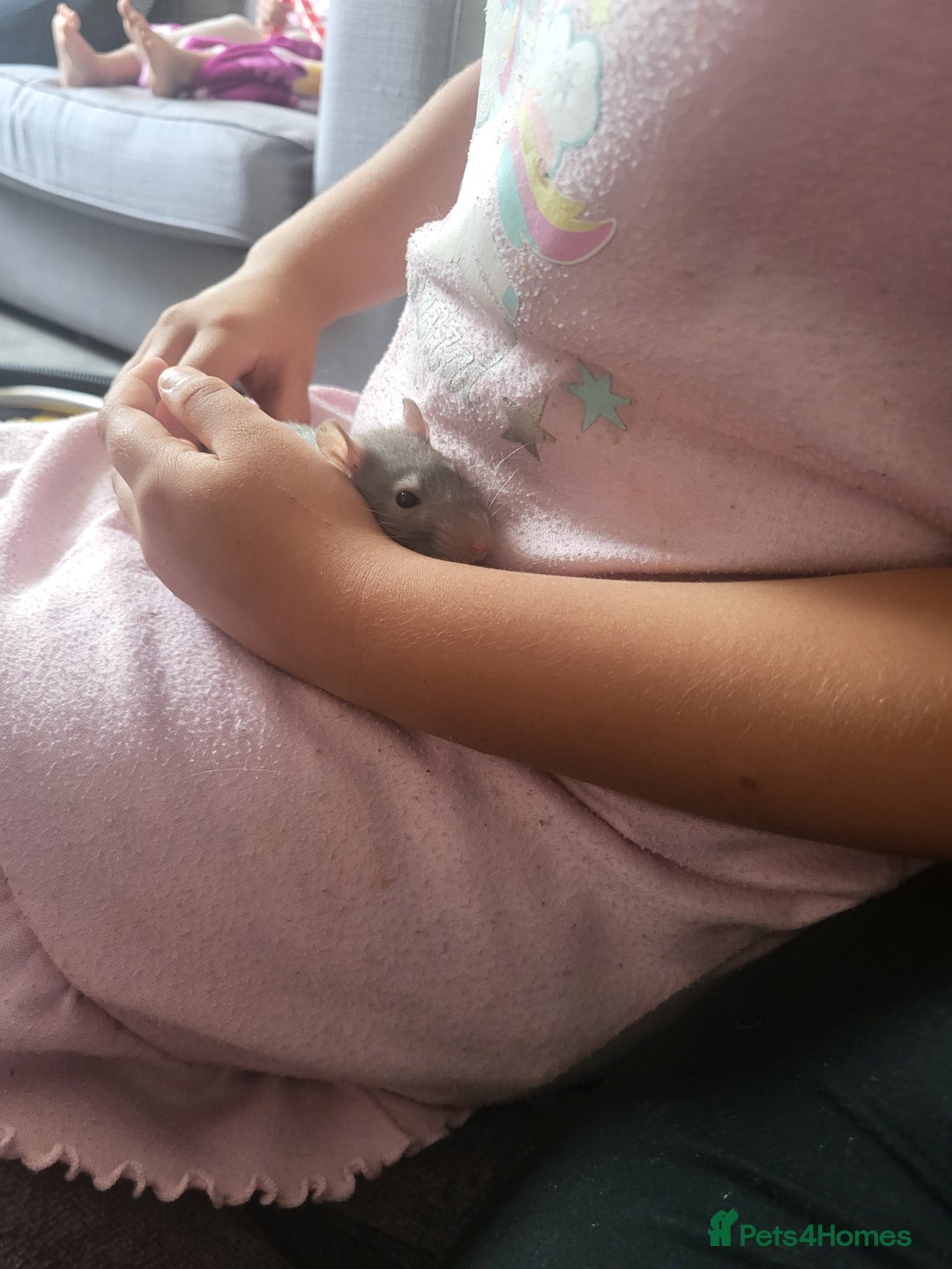 Rat rodents for sale: Mixed baby rats - males and females - Image 2