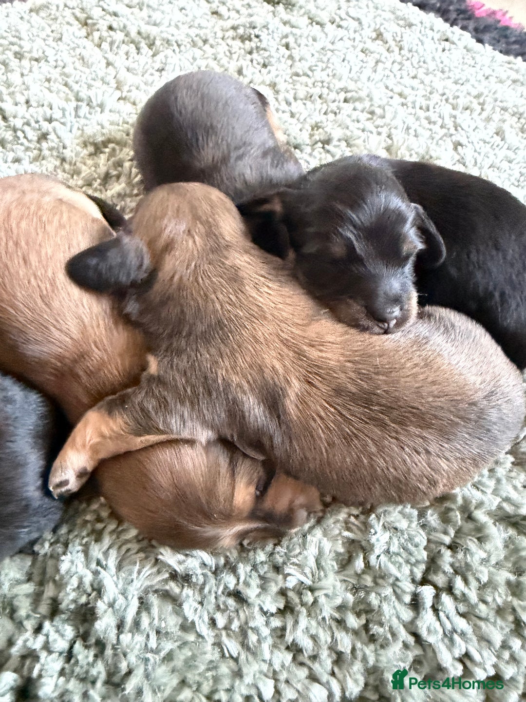 Miniature Dachshund dogs for sale: Exceptional mini long pups  - Image 8