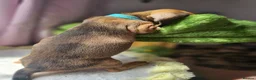 Dachshund dogs for sale: Miniture Dashshunds READY TO RESERVE - Advert 20