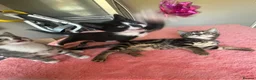 Mixed Breed cats for sale: 4 x Adorable Loving Kittens Ready NOW! - Advert 23
