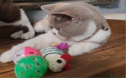 British Shorthair cats for sale: Pure bsh kittens from DNA & genetic tested parents - Image 4