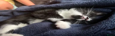Mixed Breed 3