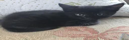 Mixed Breed cats for sale: 3 Beautiful Black Kittens Ready Now - Advert 6