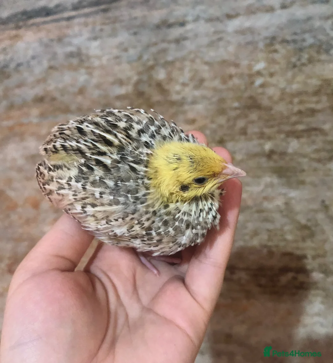 Mixed Breed birds for sale: 5 quail chicks  in Manchester - Advert 1
