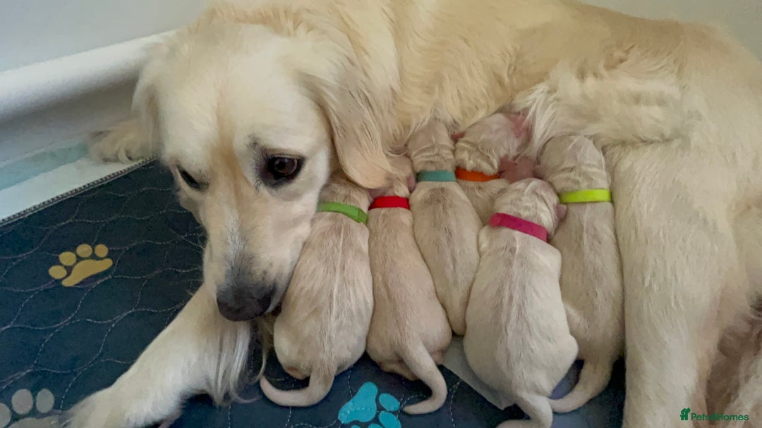 Golden Retriever dogs for sale: Golden retriever puppies  - Image 27