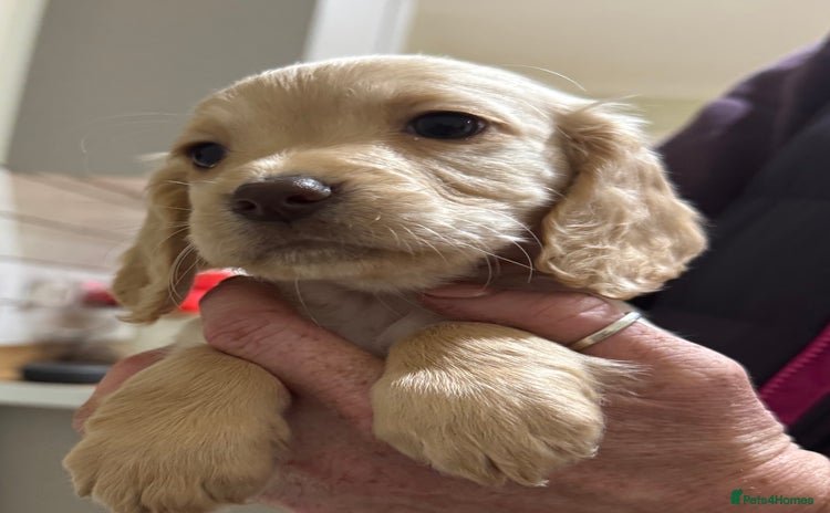 Cocker Spaniel dogs - Advert 3