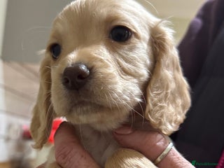 Cocker Spaniel dogs - Advert 3