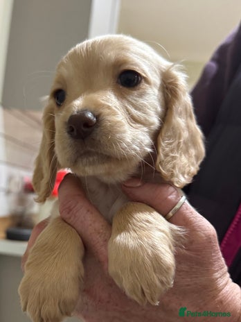 Cocker Spaniel dogs - Advert 3