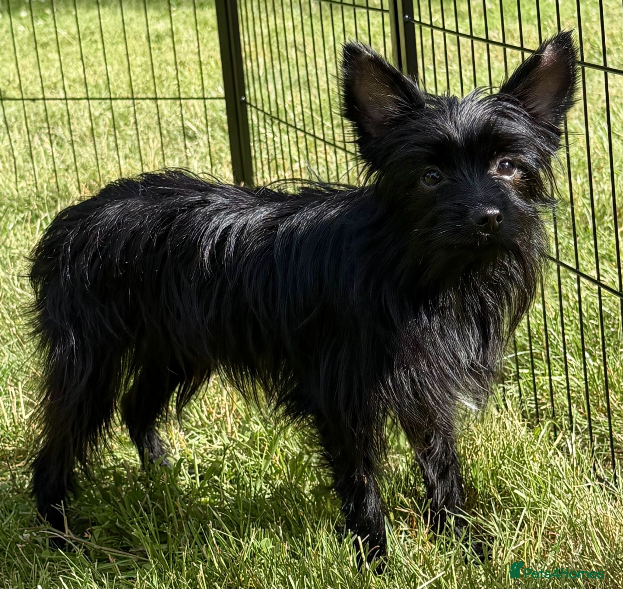 Yorkshire Terrier dogs 🐾 VALERIO – Male Yorkshire Terrier 🐾 - Advert 1