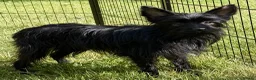 Yorkshire Terrier dogs for adoption: 🐾 VALERIO – Male Yorkshire Terrier 🐾 in Caterham - Advert 1