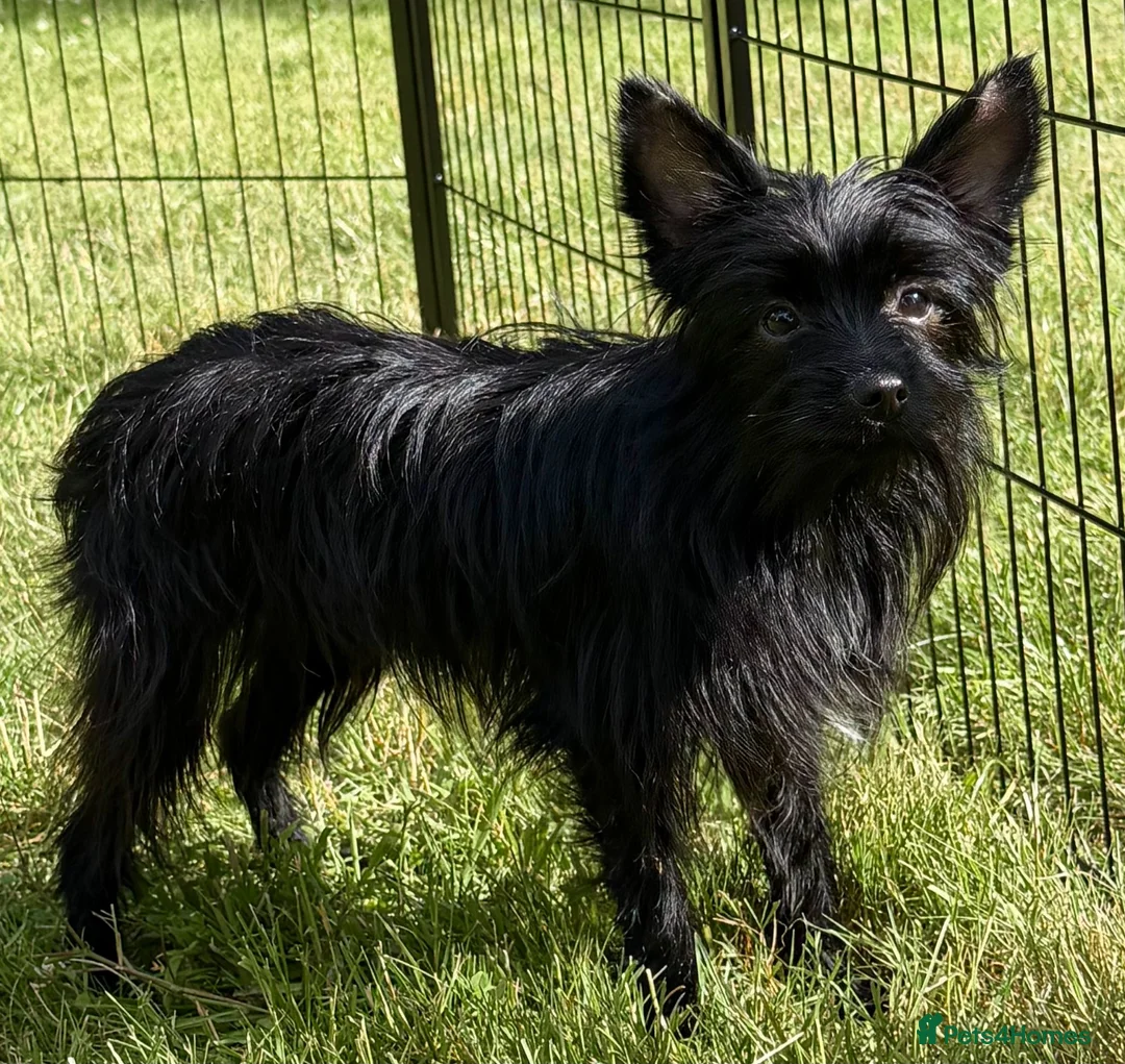 Yorkshire Terrier dogs for adoption: 🐾 VALERIO – Male Yorkshire Terrier 🐾 in Caterham - Advert 1