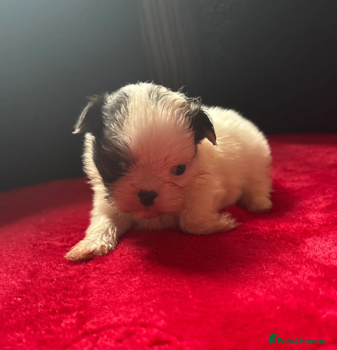 Shih Tzu dogs for sale: Shih Tzu - Advert 2