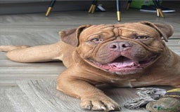 Olde English Bulldogge dogs for sale: Genetic Clear, Hip & Elbow Graded Breeding - Image 19