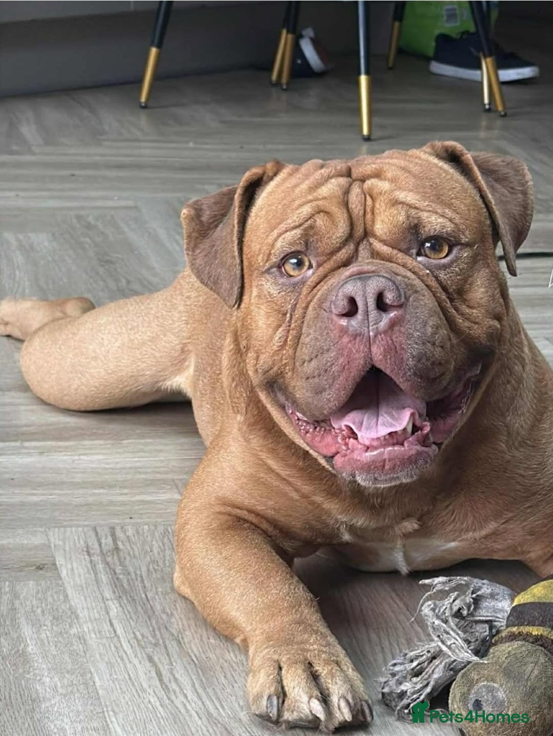 Olde English Bulldogge dogs for sale: Genetic Clear, Hip & Elbow Graded Breeding - Image 19