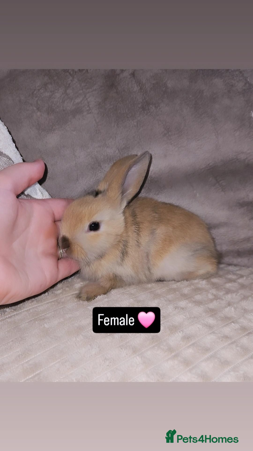 Mini Lop rabbits Mini lop bunnies - Advert 1