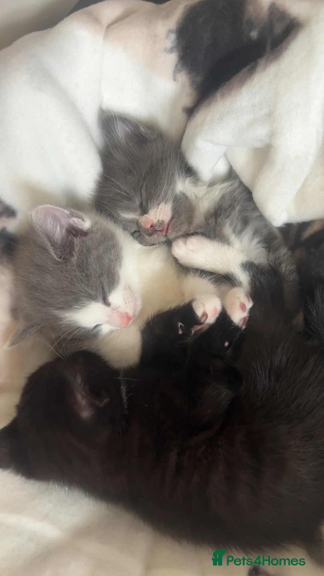 Mixed Breed cats for sale: Beautiful kittens for sale  - Advert 7