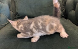 Mixed Breed cats for sale: 🐾 Adorable Kittens Ready for Their New Homes 🐾 - Image 10