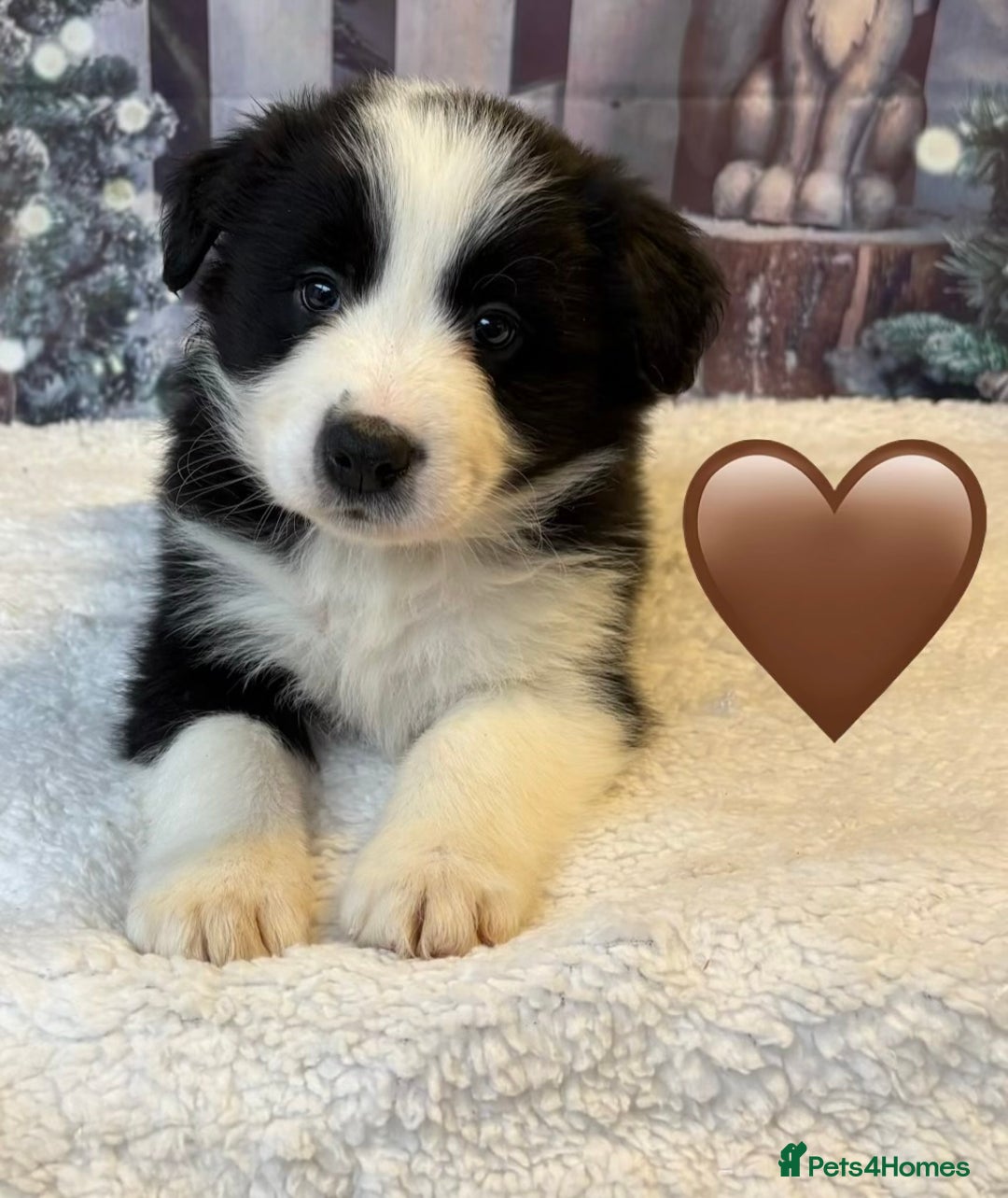 Border Collie dogs for sale: Quality KC Show Line Border Collies 🏅🧬 - Advert 6