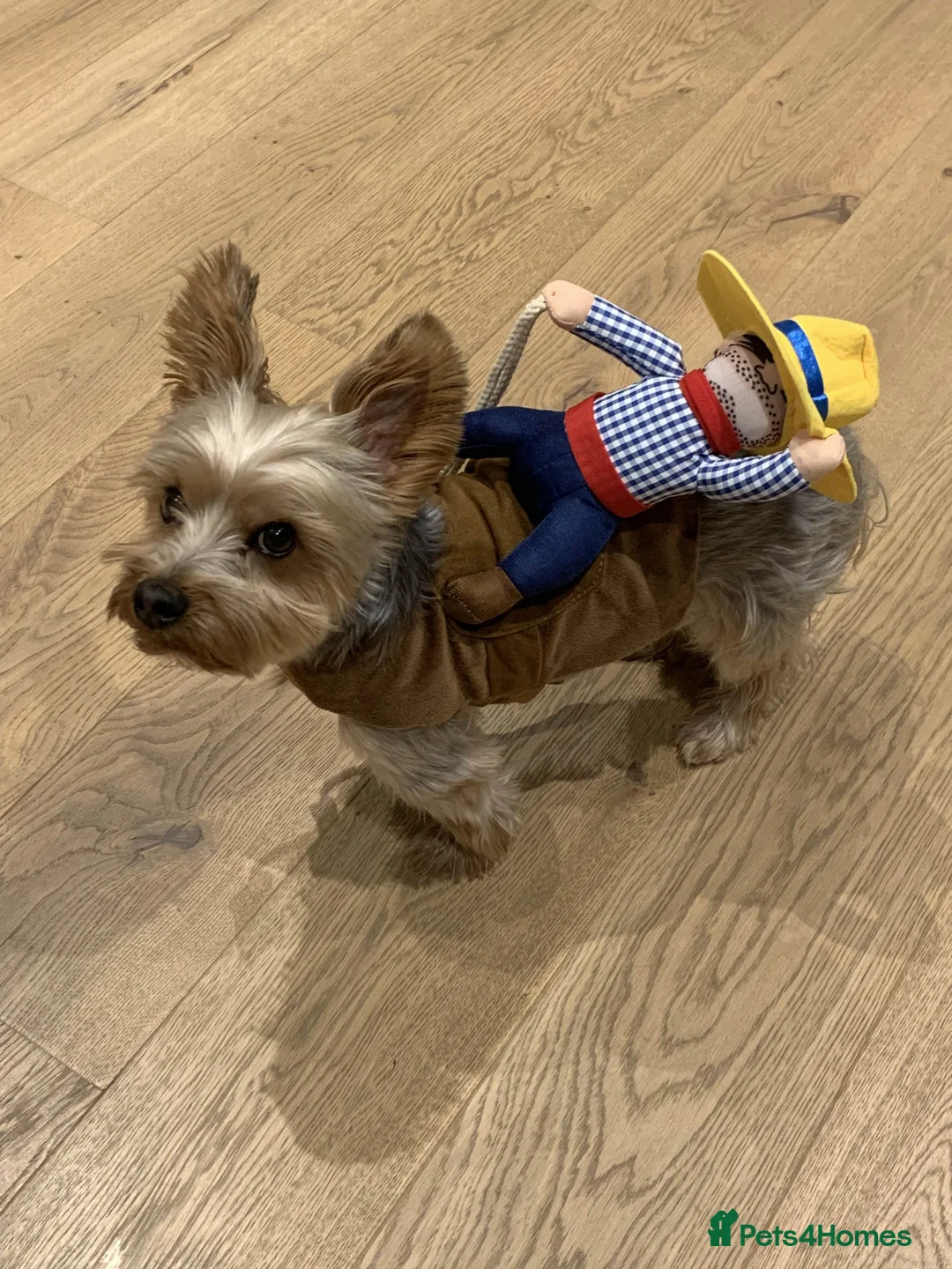 Yorkshire Terrier dogs for stud: Stud Dog Available: Handsome Yorkshire Terrier in London - Advert 2