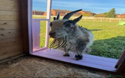 Goats livestock for sale: 2 x Female Pygmy Goats - Image 1