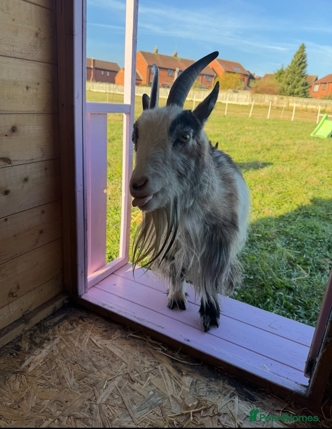 Goats livestock for sale: 2 x Female Pygmy Goats - Image 1