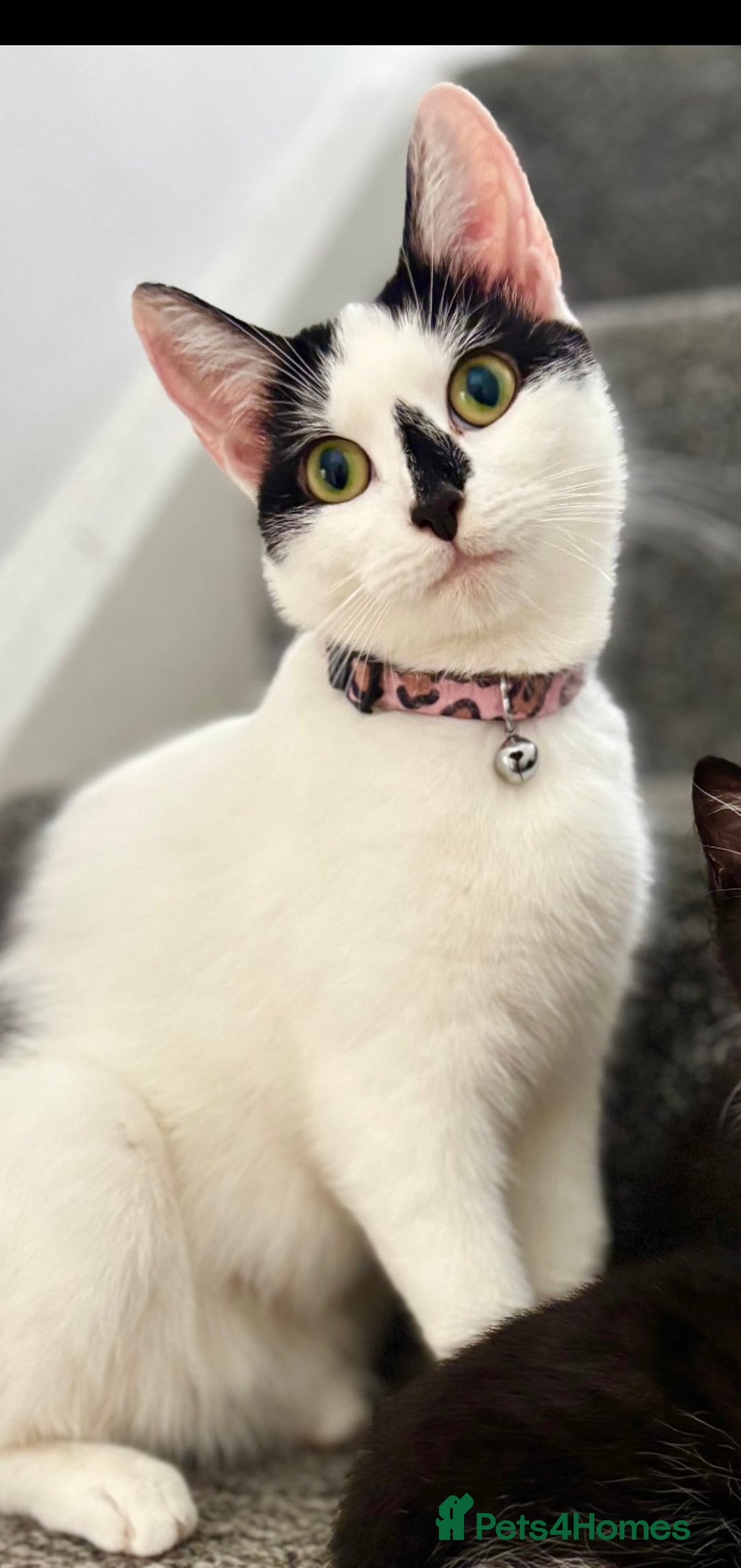 Mixed Breed cats for sale: 3 Gorgeous Kittens - Advert 6