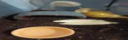 Snails invertebrates for sale: Giant African Land Snails  - Advert 3