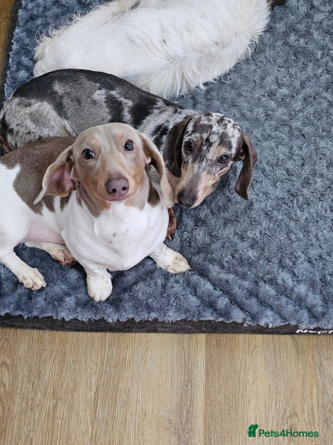 Dachshund dogs for sale: 2 Loving Miniature Dachshunds–Must Stay Together - Image 21