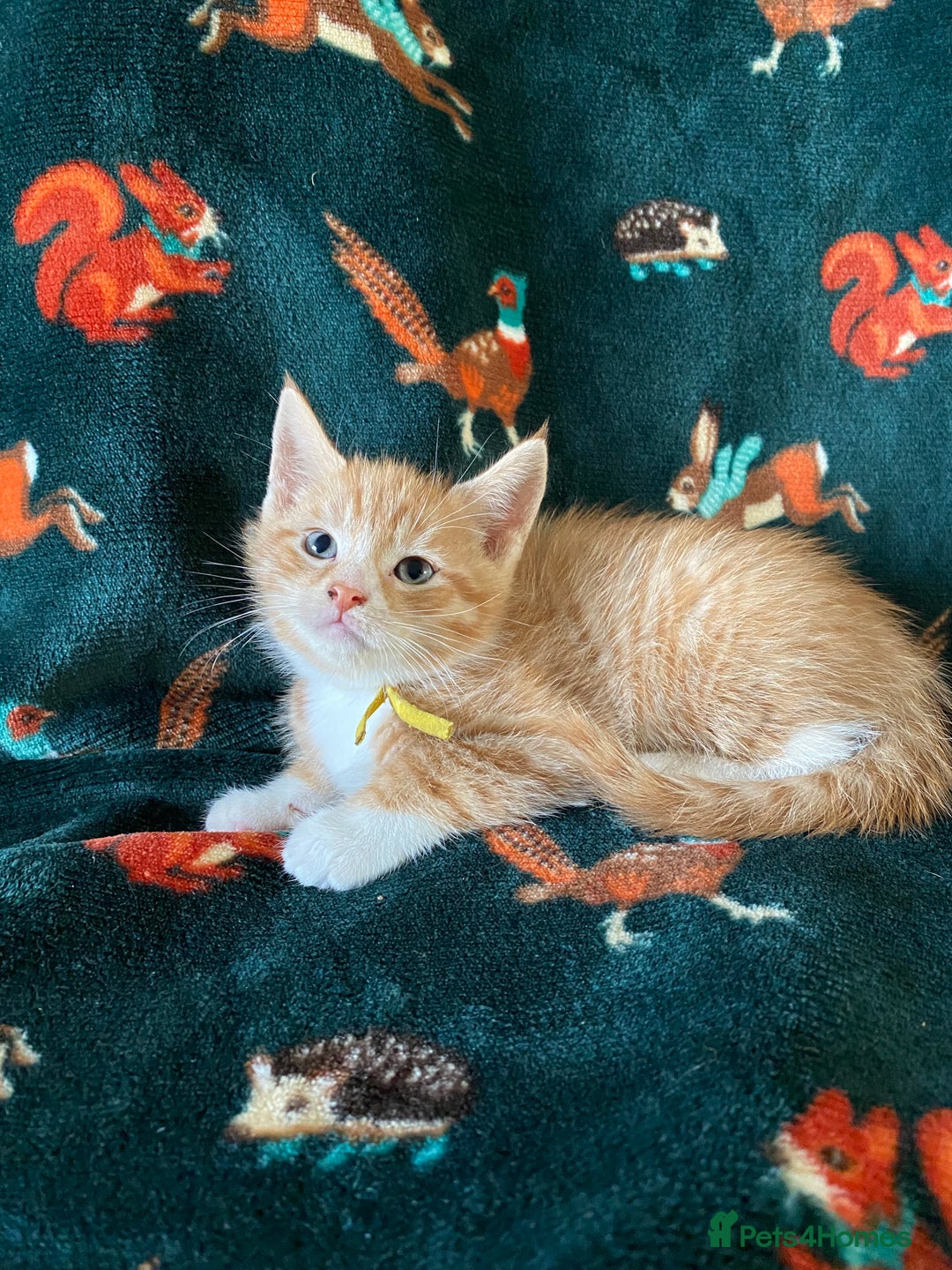 Mixed Breed cats for sale: Maine Coon, BSH, moggy mash ups - Advert 8