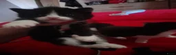 Mixed Breed cats for sale: Kittens in Wigan - Advert 2