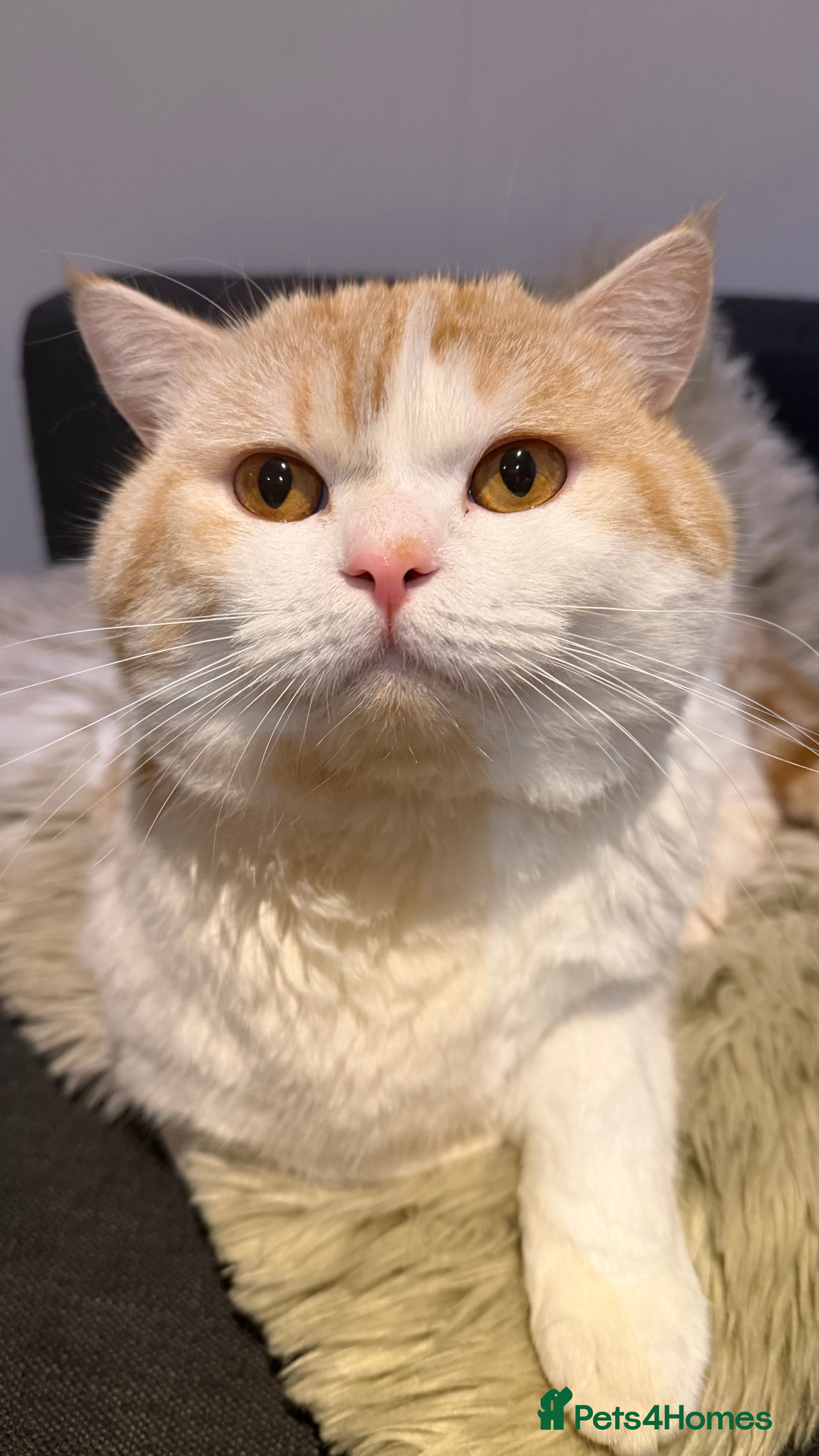 British Shorthair cats Ginger in London - Advert 1