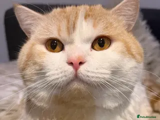 British Shorthair cats Ginger in London - Advert 1