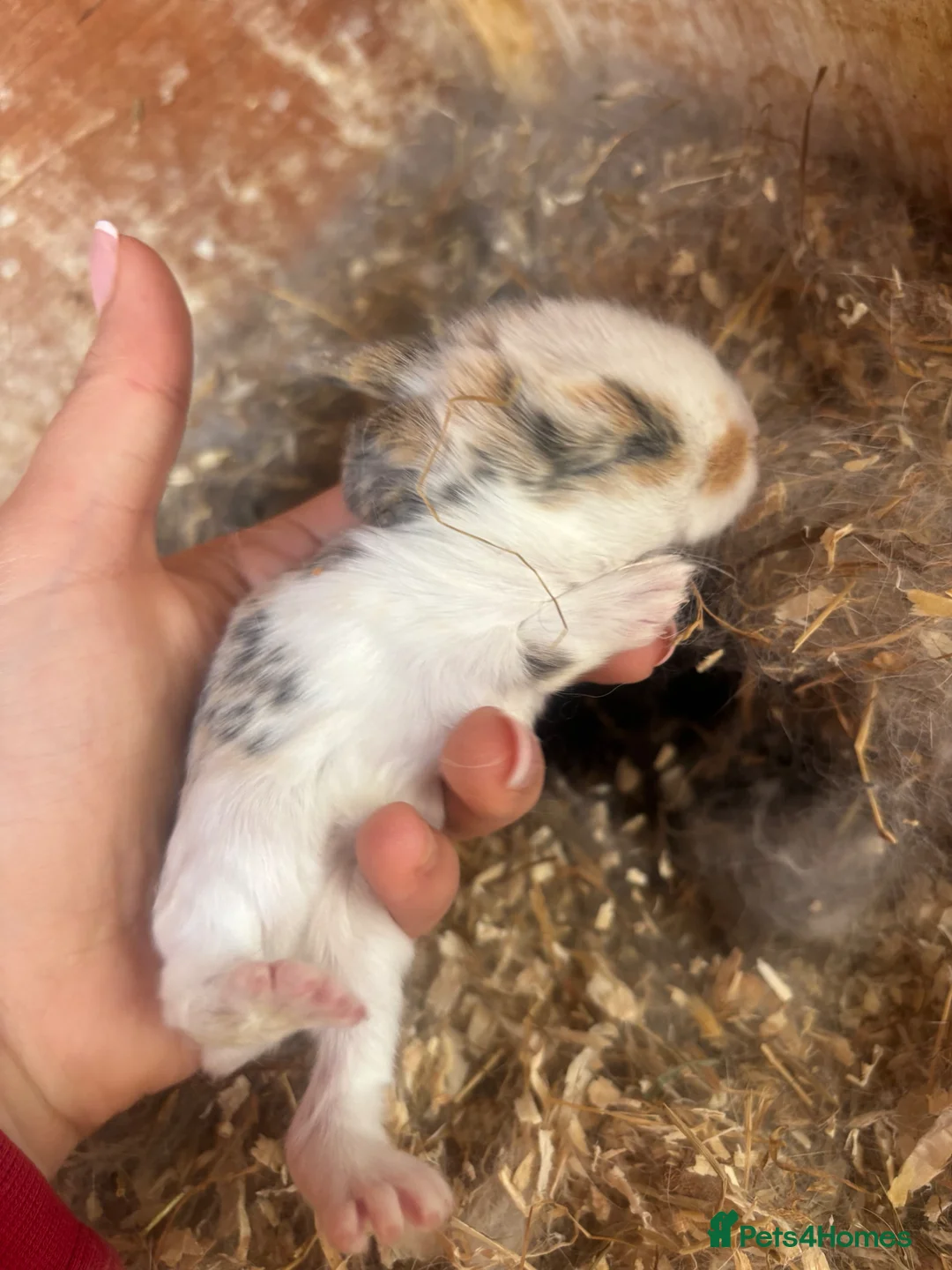 Mixed Breed rabbits for sale: Rabbits for sale  - Advert 6