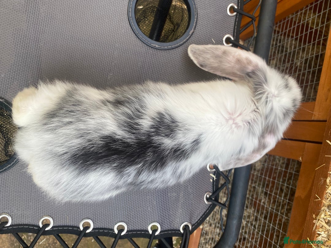 French Lop rabbits for sale: Giant French lop rabbits for sale  - Image 7