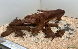 Irish Setter dogs for sale: Out standing litter of kc reg Irish setters - Image 17