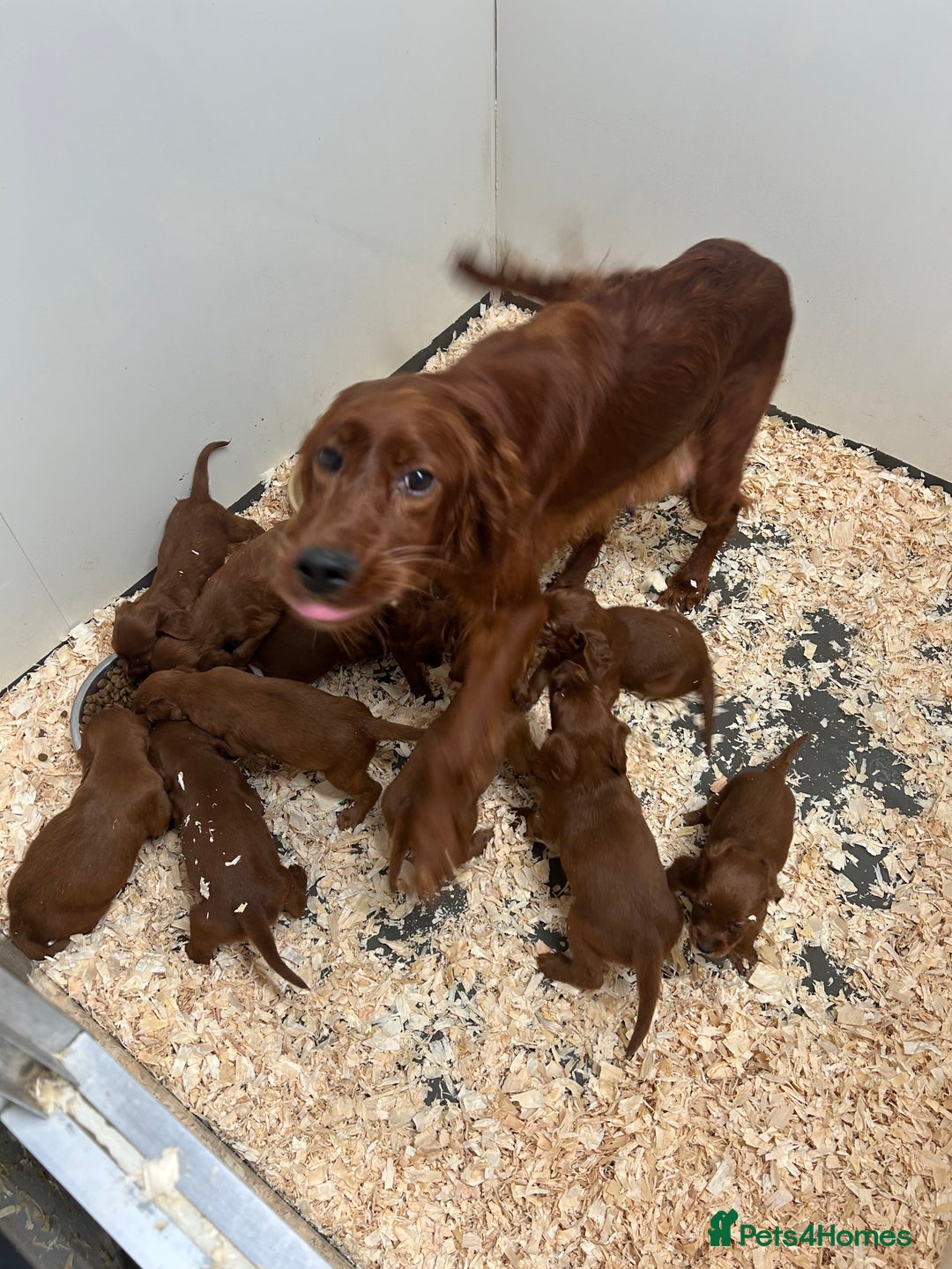 Irish Setter dogs for sale: Out standing litter of kc reg Irish setters - Image 17