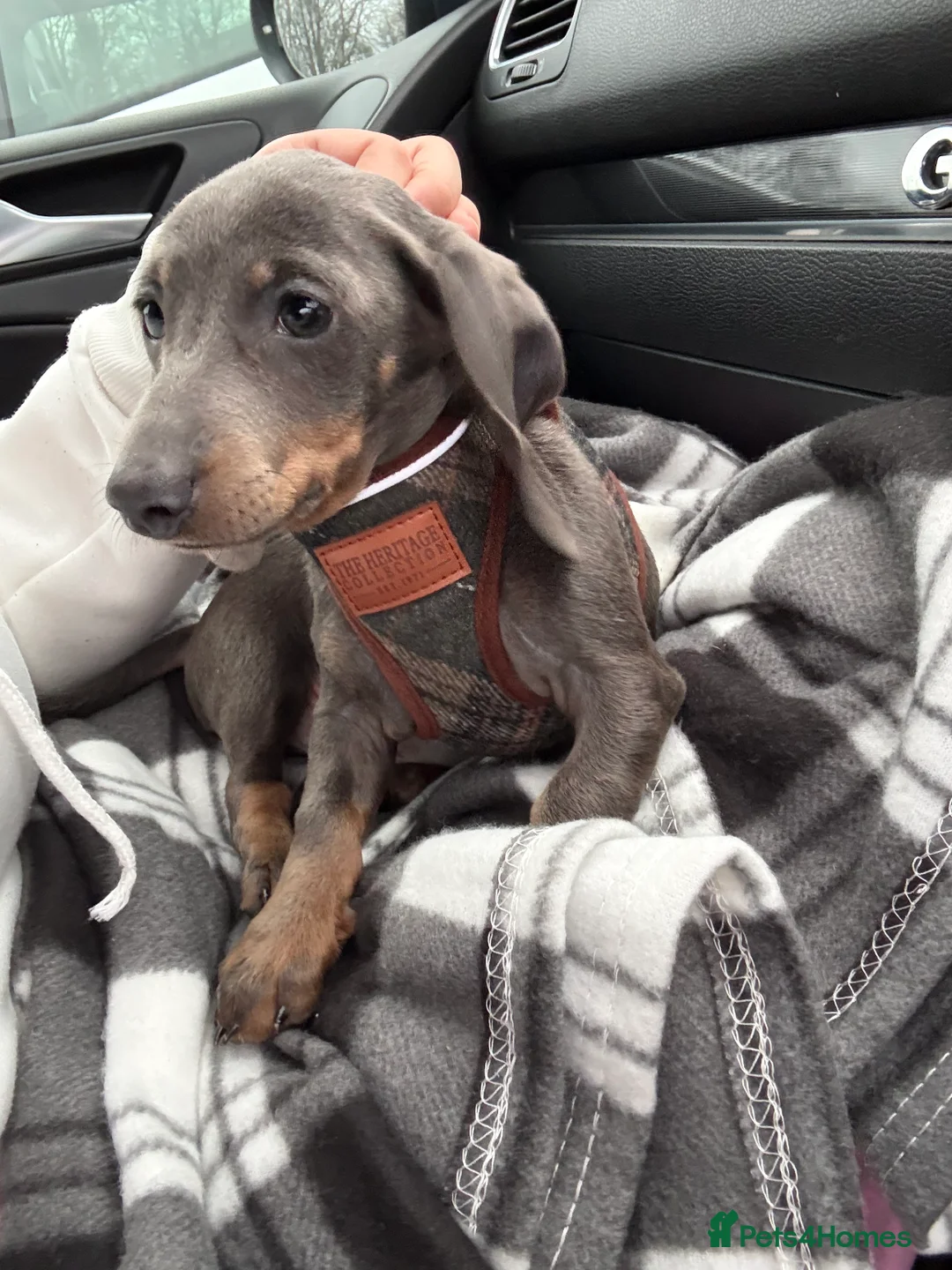 Dachshund dogs for sale: Dash hound for sale - Advert 2