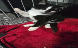 Mixed Breed cats for sale: 2 brothers looking for new forever homes  - Image 4