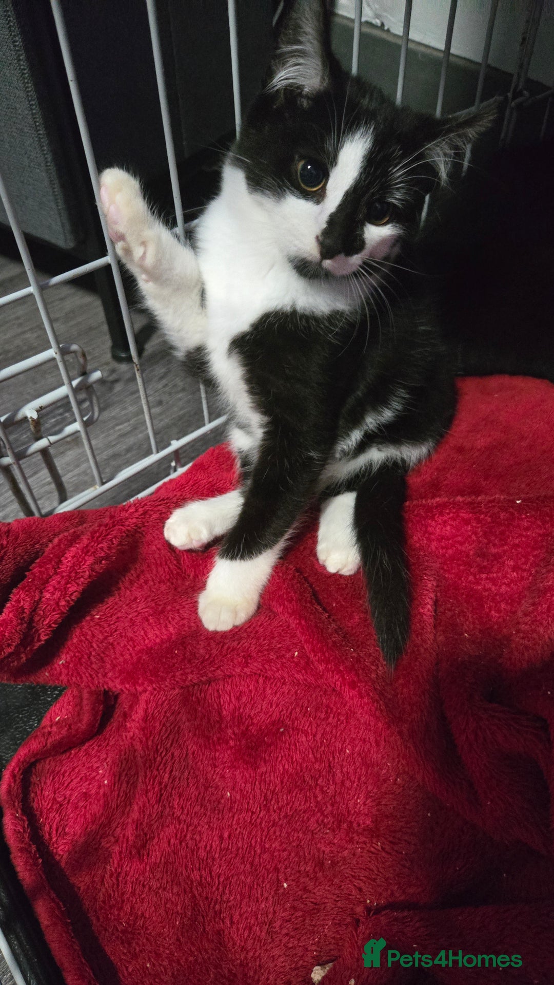 Mixed Breed cats for sale: 2 brothers looking for new forever homes  - Image 4