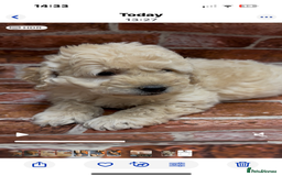 Cockapoo dogs for sale: Cockapoo Puppies – Well Socialised and beautiful  - Advert 5