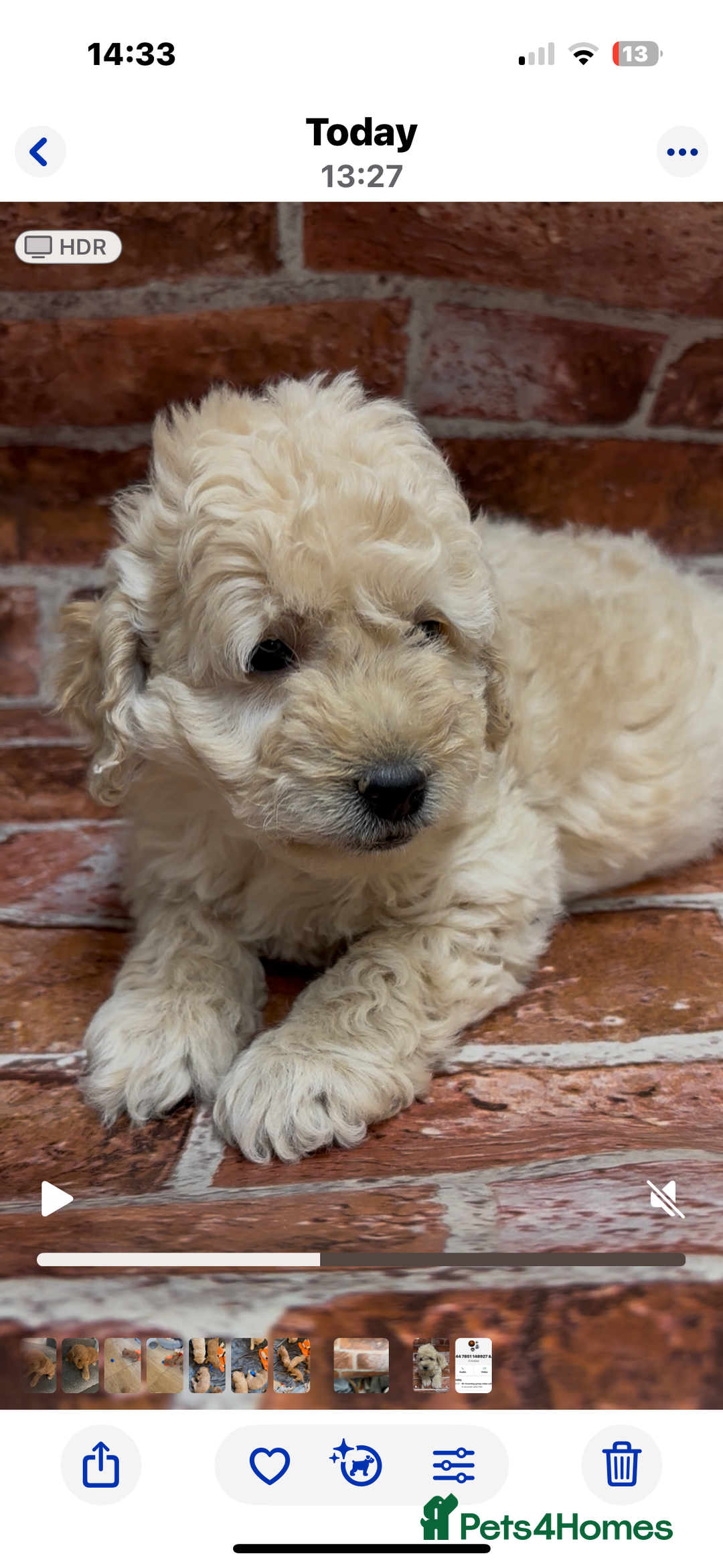 Cockapoo dogs for sale: Cockapoo Puppies – Well Socialised and beautiful  - Advert 5