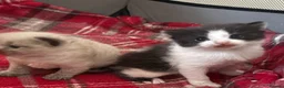 Mixed Breed cats for sale: Four mix breed kittens - Advert 4