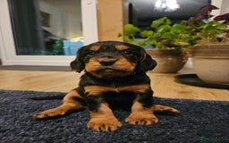 Cocker Spaniel dogs for sale: Working Cocker Spaniel Puppies  - Image 2