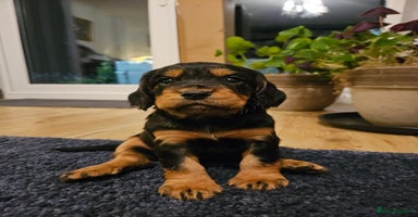 Cocker Spaniel dogs - Advert 13