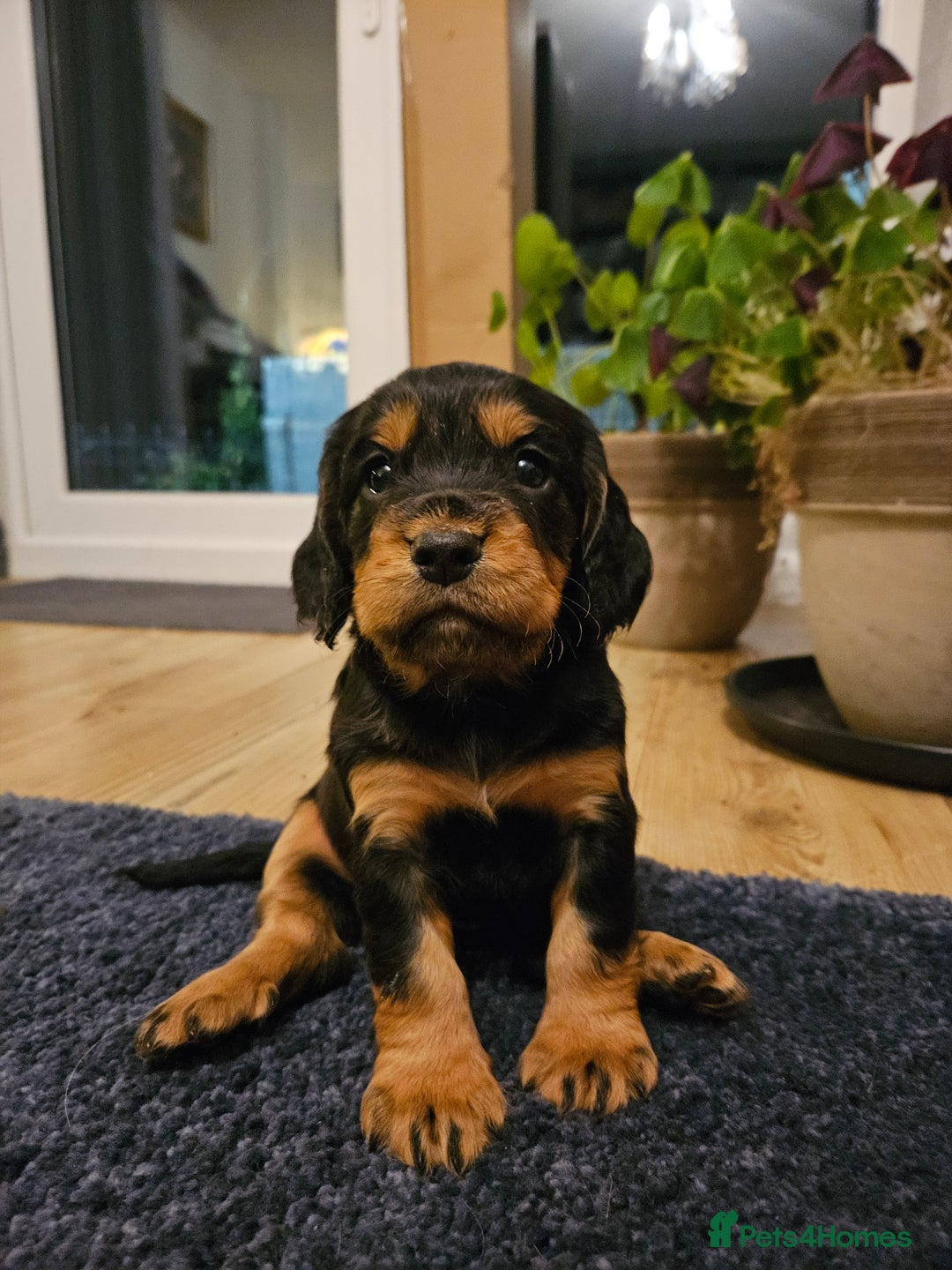 Cocker Spaniel dogs for sale: Working Cocker Spaniel Puppies  - Image 2