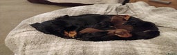 Miniature Dachshund dogs for sale: Miniature dachshund puppies - Advert 4