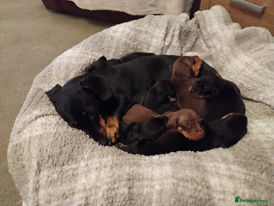 Miniature Dachshund dogs for sale: Miniature dachshund puppies - Image 3