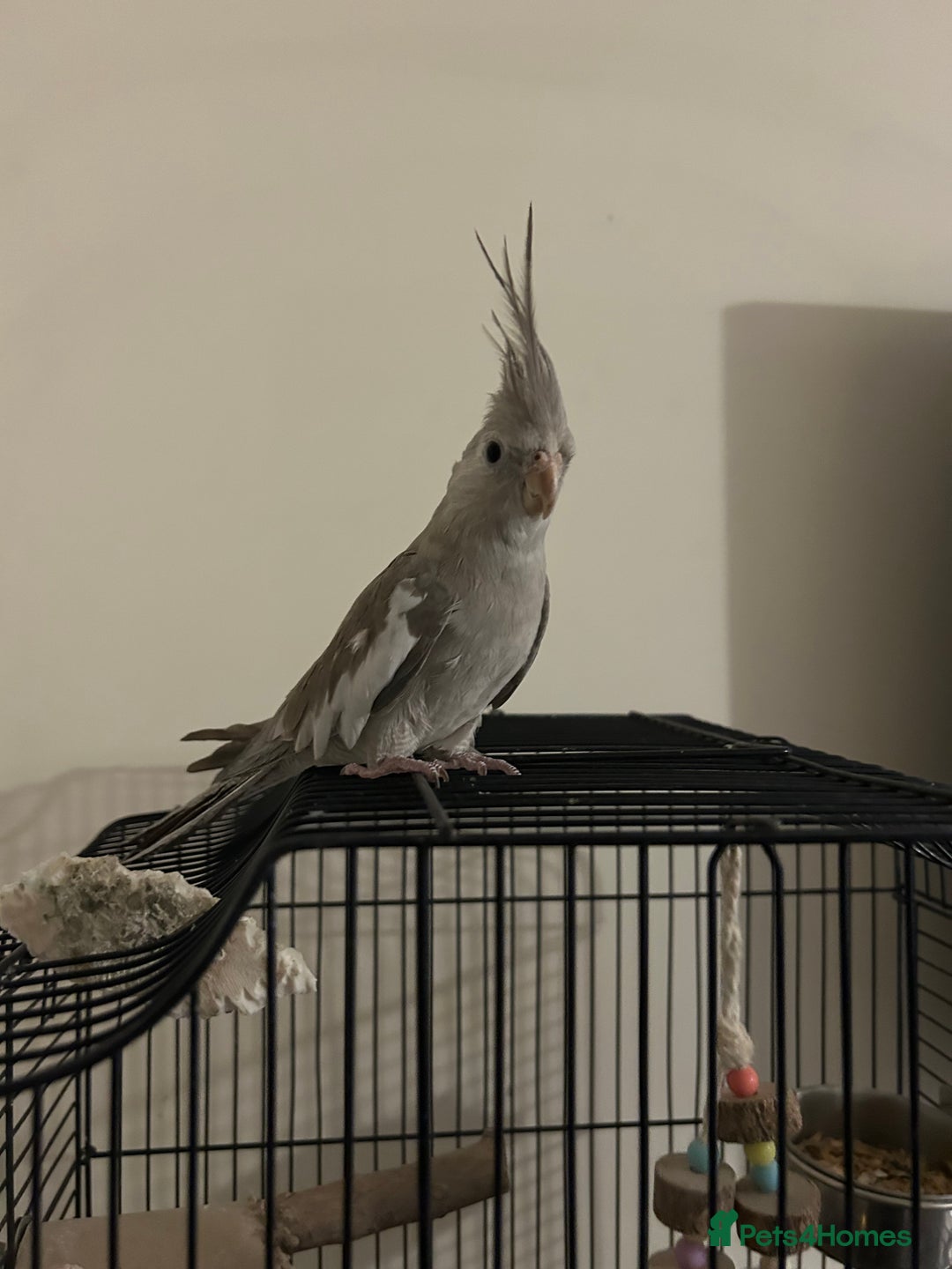 Cockatiels birds for sale: Male Cockatiel  - Advert 4